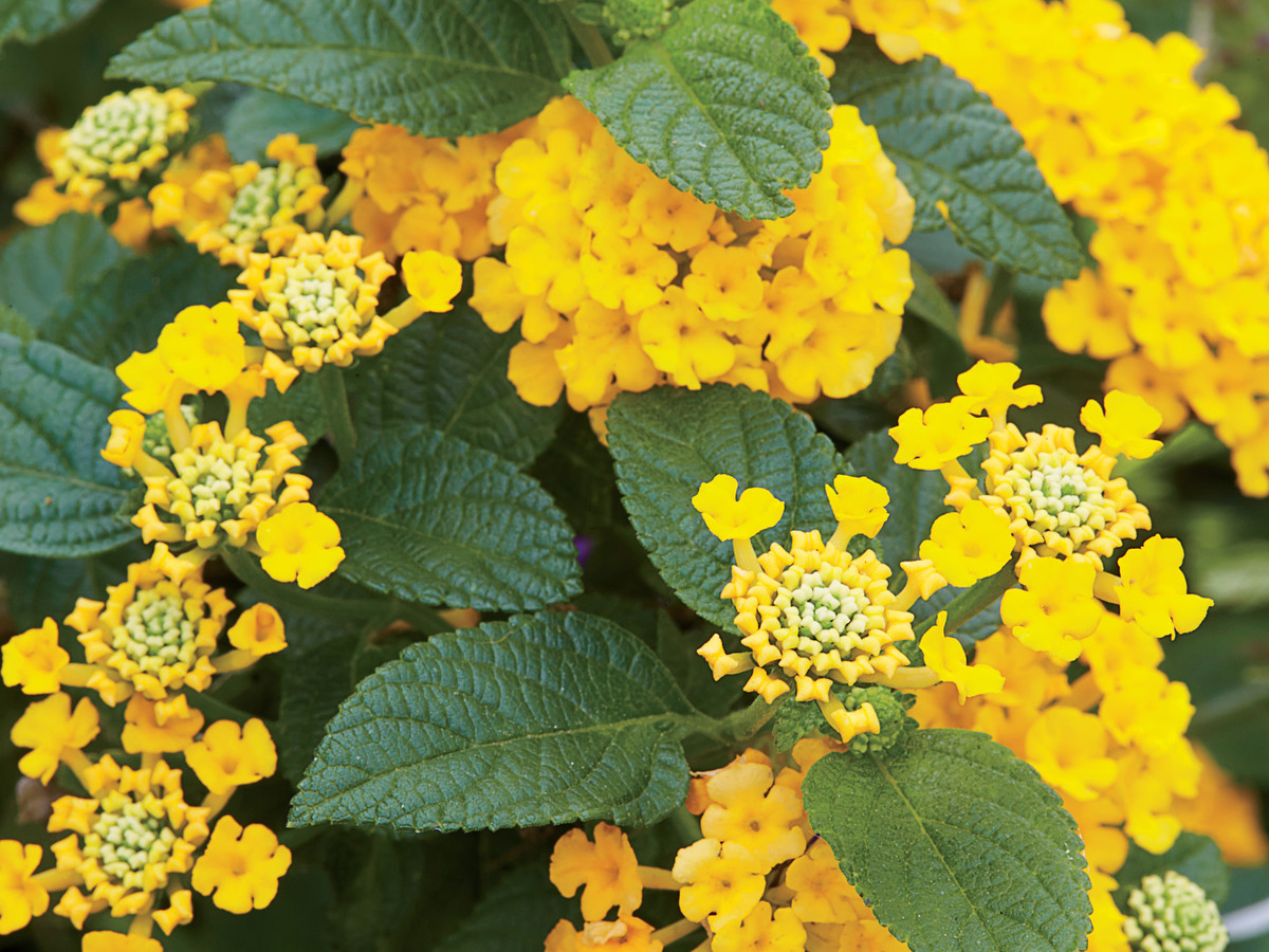 Heat Tolerant Plants